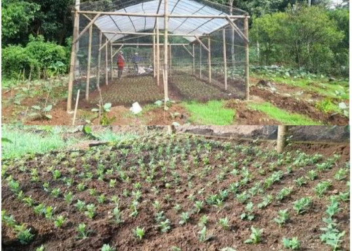 Tridharma Unila: Pengenalan Bunga Krisian Potong di Desa Sungai Langka, Kabupaten, Pesawaran