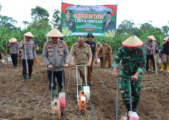 Dukung Ketahanan Pangan Nasional, Polres - Pemkab Tanggamus Tanam Jagung Serentak di Talang Padang