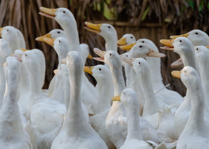 Cara Budidaya Bebek Peking Sukses 40 Hari Panen