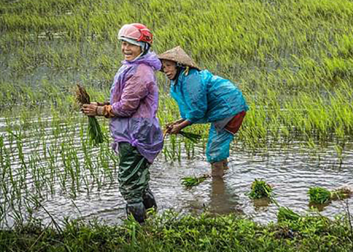 Dampak Baik Fenomena La Nina untuk Sektor Pertanian 
