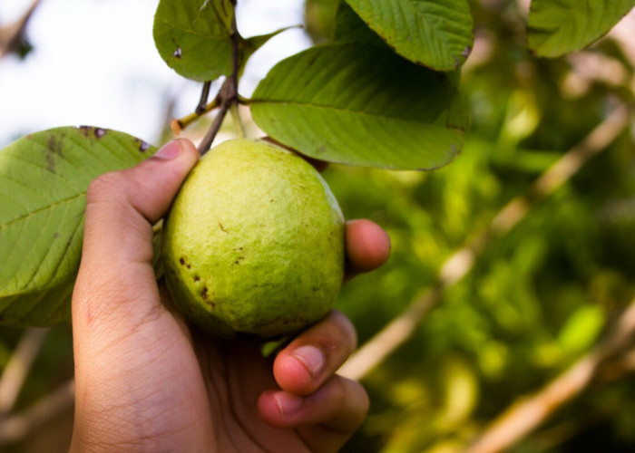 Benarkah Jus Jambu Biji Merah Dapat Mempercepat Penyembuhan Sakit DBD?