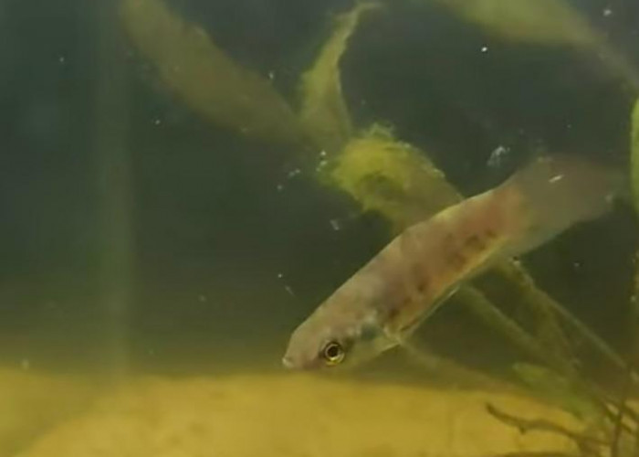 Tempalak Punggor, Ikan Cupang Alam Asli Bangka Berstatus Genting Hampir Punah