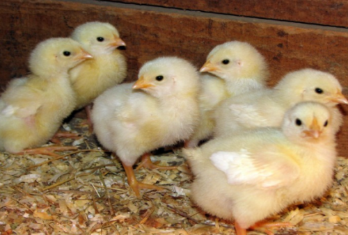 Bunuh Seekor Anak Ayam, Pria Ini Dipenjara