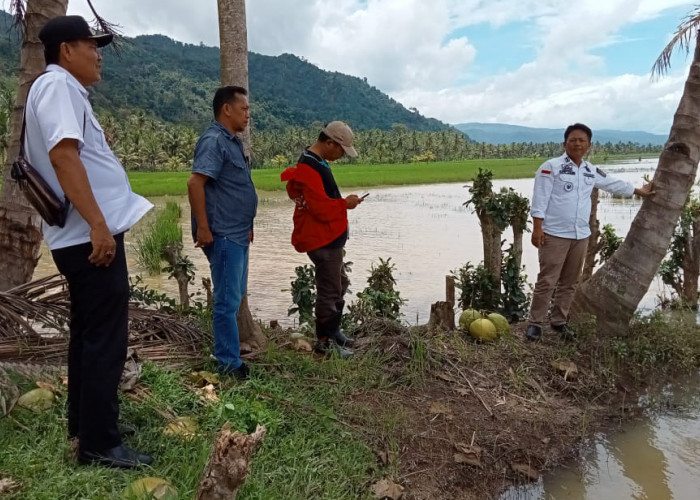 Masih Terendam, Ratusan Hektare Padi di Suoh Bakal Gagal Panen