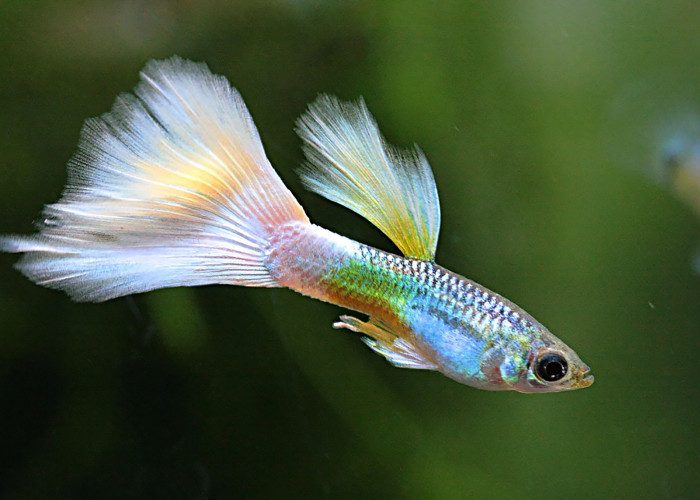 Guppy Giant, Ikan Eksotis Dengan Corak dan Sirip Menawan 