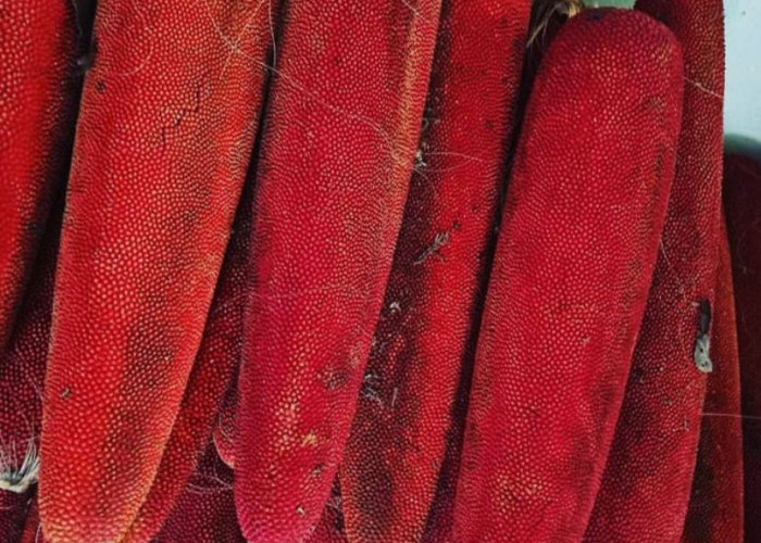 Belum Banyak yang Tahu, Ternyata Buah Merah Khas Papua Ini Banyak Manfaatnya Loh