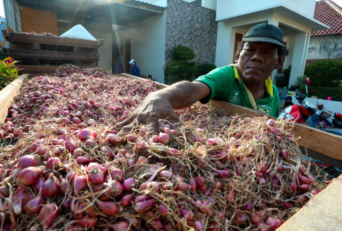 Harga Bawang Merah Turun, Tapi...