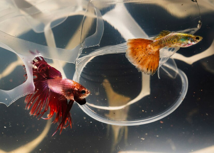 4 Jenis Ikan Cupang Paling Mahal Dengan Keistimewaan yang Luar Biasa