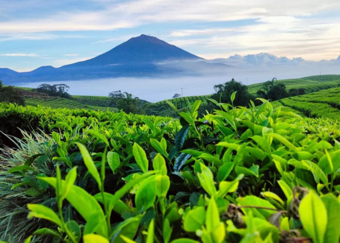 Serasa Berada di Atas Awan, Inilah Deretan Destinasi Wisata di Kerinci yang Menakjubkan