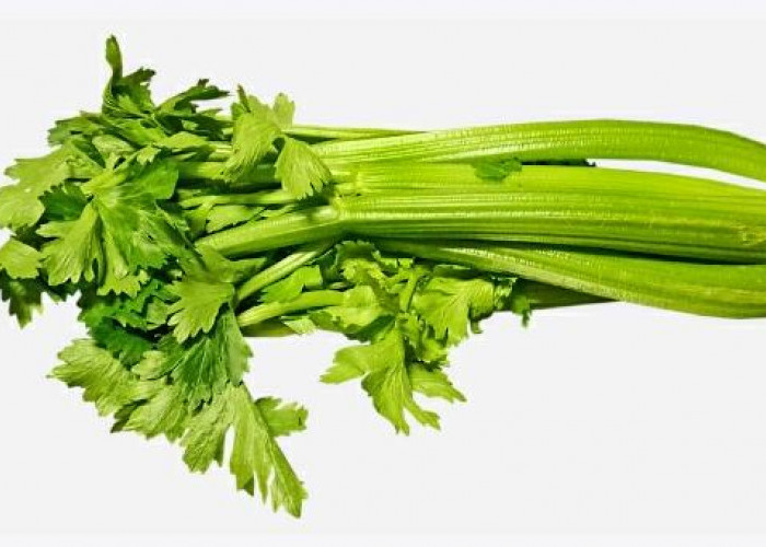 Tips Menyimpan Daun Seledri Agar Tetap Harum dan Segar