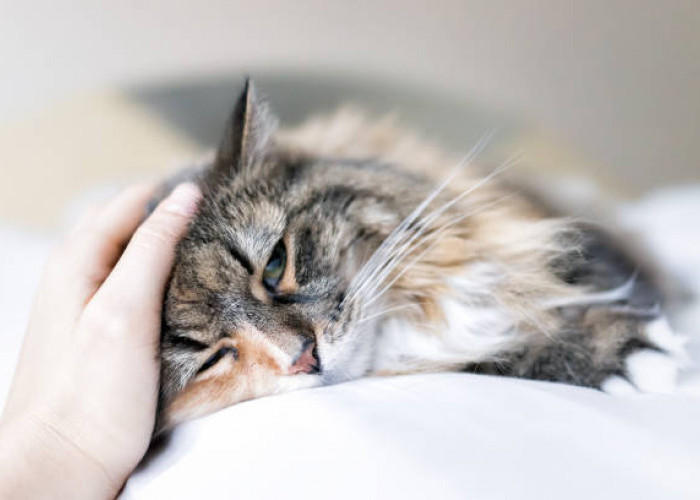 Perhatikan! Inilah Ciri-ciri Kucing yang Butuh Pertolongan