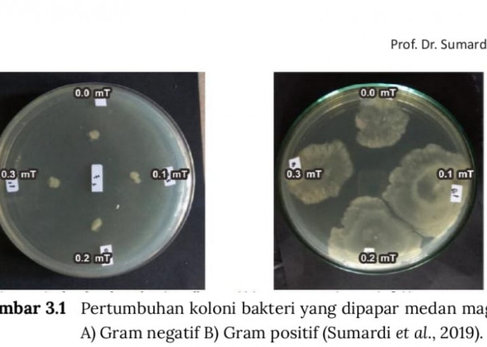Medan Magnet dan Kehidupan Bakteri