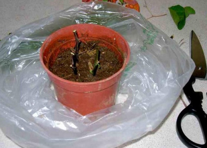 Stek Bougenville Cepat Tunas Hanya Dengan Bahan Dapur Ini 