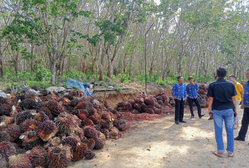 Harga TBS Kelapa Sawit di Mesuji Berangsur Naik