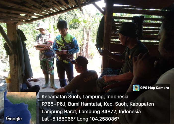 Harimau Sumatera Mangsa Ayam dan Mentok Warga Bandar Negeri Suoh Lampung Barat