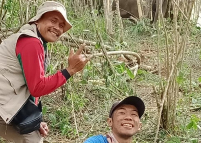 Sempat Masuk Pemukiman, Belasan Gajah di Suoh Berhasil Dihalau 