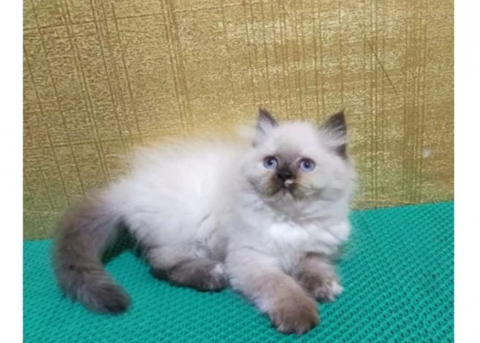 Si Cantik Himalaya yang Menggemaskan, Harus Ekstra Perawatan, Begini Tipsnya