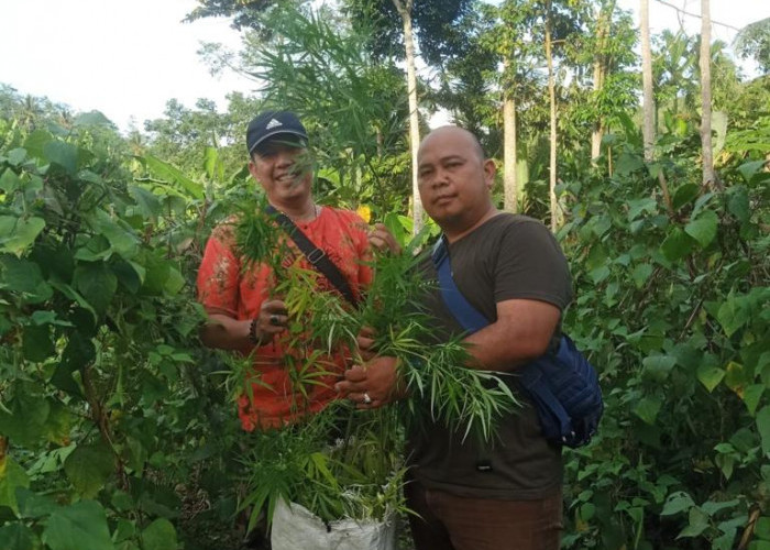 Ladang Ganja Berumur 3 Bulan Ditemukan