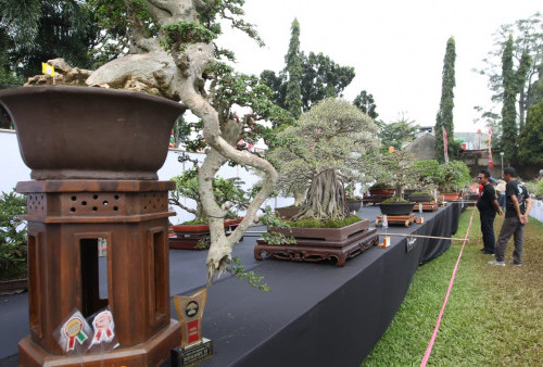 PAMERAN BONSAI