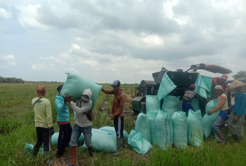 Harga Gabah di Mesuji Capai Rp 6.600 per Kilogramnya, Naik Rp 200 dari Minggu Lalu