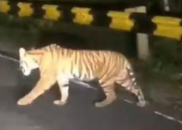 Harimau Sumatera Terekam di Jalinbar TNBBS Krui-Tanggamus, TNBBS Sampaikan Imbauan Untuk Masyarakat