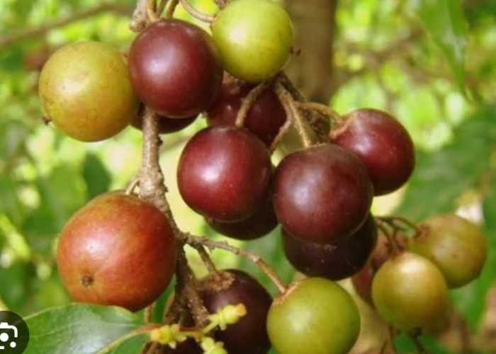 Tak Dibudidayakan, Buah Rukam Rasa Manis Sepat Langka