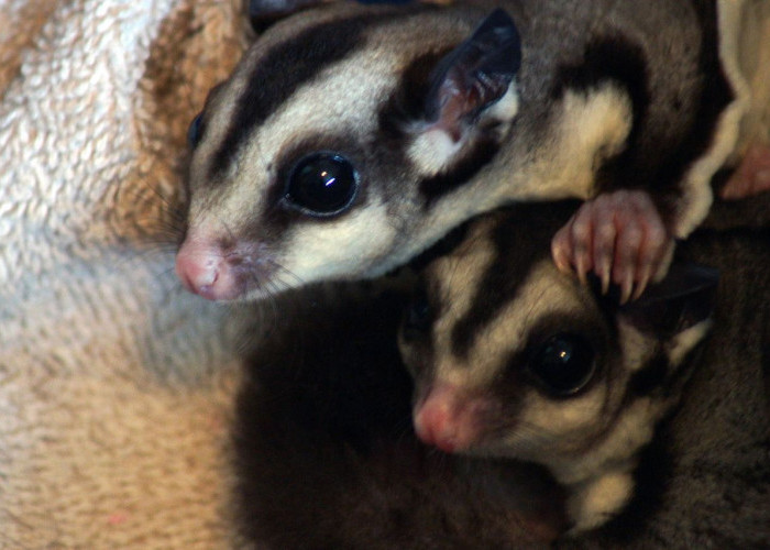 Berikan Makanan yang Tepat untuk Hewan Eksotis Sugar Glider, Hindari Cokelat untuk Camilannya