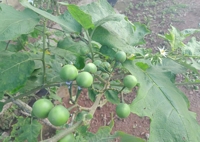 Ini Manfaat Buah Takokak untuk Kesehatan, Salah Satunya Mengatasi Asam Urat, Simak Cara Membuatnya