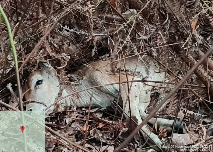 Harimau Sudah Masuk Kawasan Hutan, Warga Kembali Beraktifitas ke Kebun