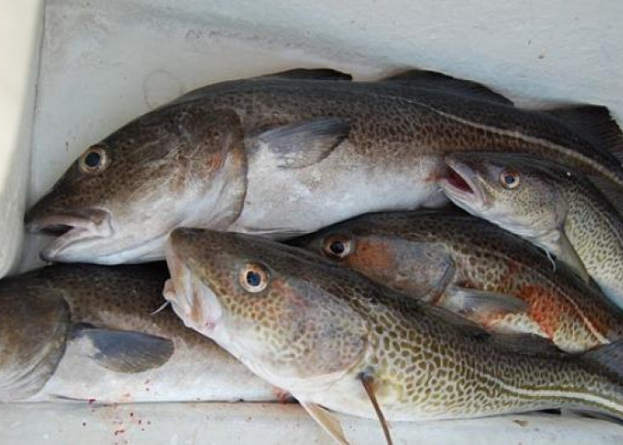 Selain Minyaknya, Inilah Manfaat Ikan Kod yang Jarang Diketahui Banyak Orang