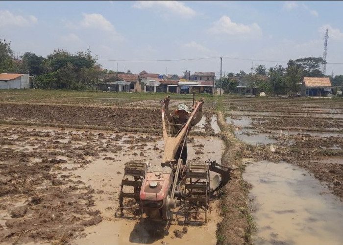 Air Irigasi Mulai Mengalir, Petani di Metro Sudah Mulai Olah Tanah Sawah di Musim Tanam