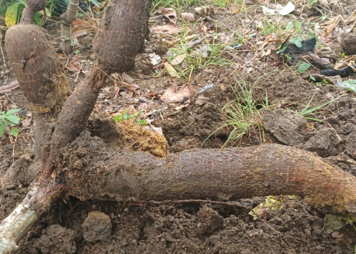 Selain Dibuat Tepung Tapioka, Ternyata Singkong Banyak Manfaatnya untuk Kesehatan