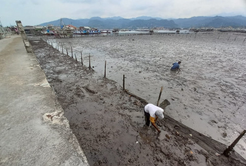 Berkah Air Laut Surut, Warga Berbondong Mencari Kerang di Pesisir Bandar Lampung