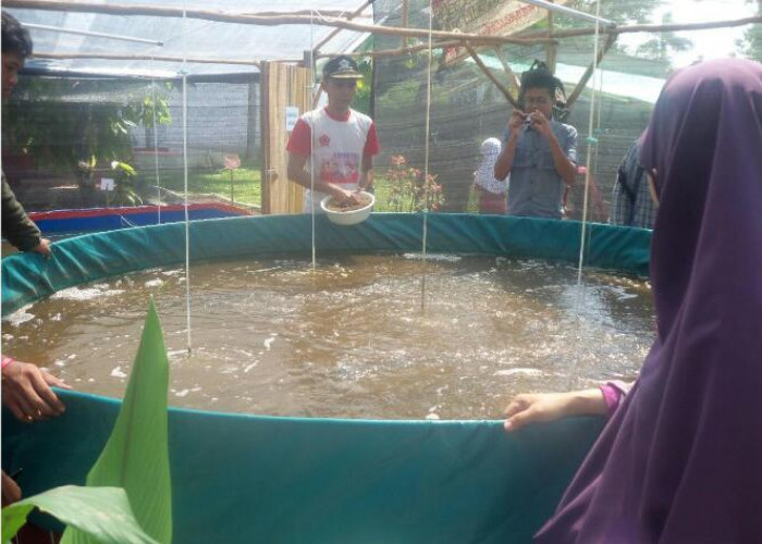 Tim PKM Dosen Polinela Terapkan Teknologi Bioflok pada Pembesaran Lele