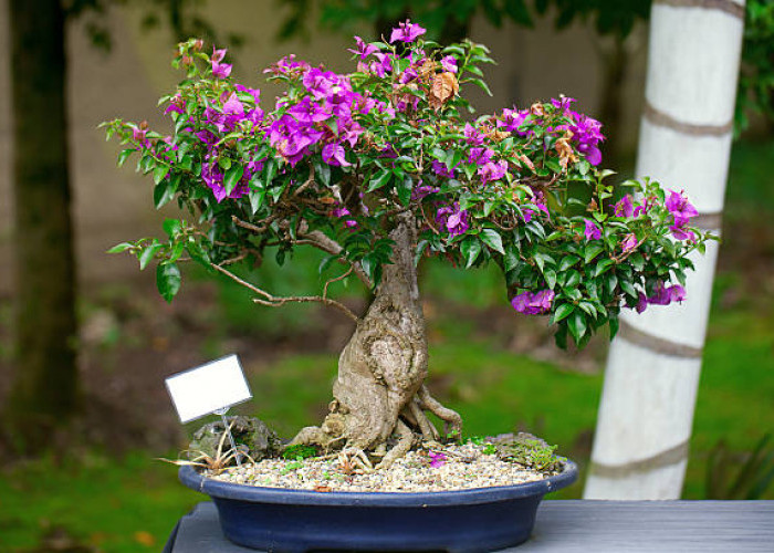 Tidak Hanya Unik, 5 Jenis Tanaman Hias Bunga Bougenville Terbaik Sebagai Bahan Bonsai 