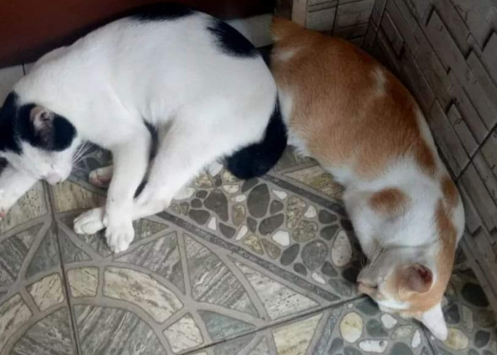 Pemkot ajukan 2000 Vaksin Rabies Ke Pemprov,  Kucing usia 6 Bulan Sudah bisa di Vaksin 