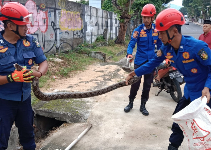 Dalam 3 Hari, Damkarmat Bandar Lampung Lakukan 5 Kali Upaya Evakuasi Penyelamatan