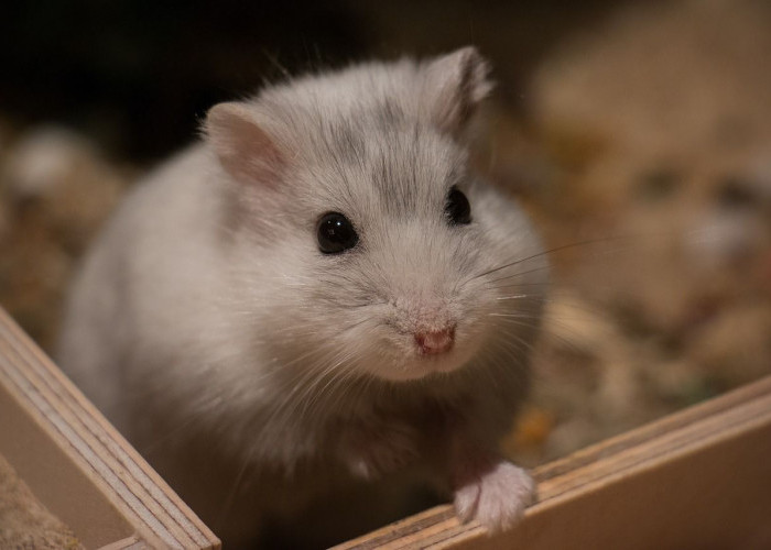 Minat Perbanyak Hamster? Begini Cara Mengawinkan Hamster bagi Pemula