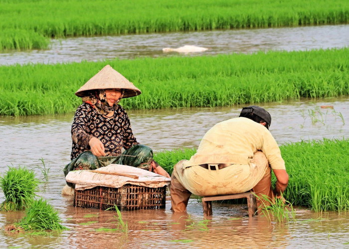 Masuk Musim Tanam, Dinas PSDA Klaim Irigasi Lampung Siap Layani Petani