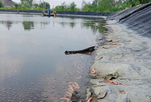 Marak Wabah AHPND, Lusa Tim BKIPM Lampung, BBL, dan Dinas Perikanan Tulang Bawang Tinjau Dipasena