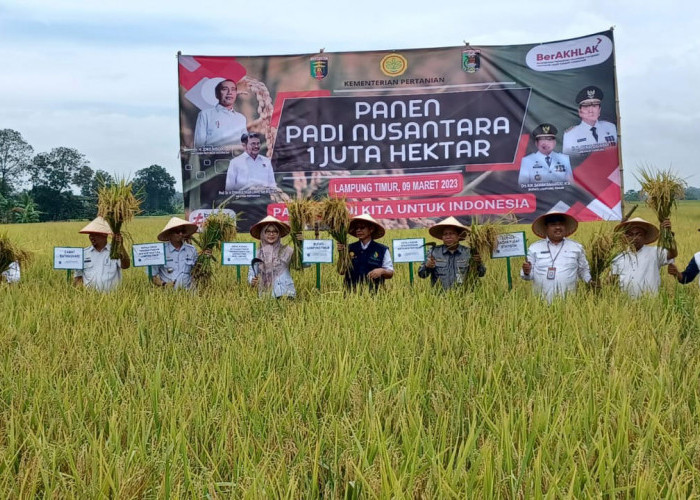 Hadapi Musim Kemarau, Pemkab Mesuji Imbau Ini ke Para Petani Padi