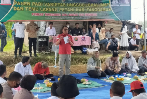 Wabup Tanggamus Panen Raya Padi Varietas Unggul Lokal MSP