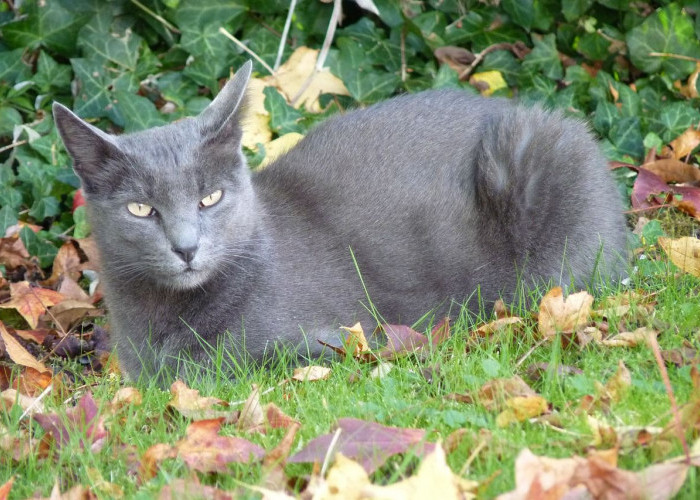 Kucing Korat, Ras Kucing Langka Si Pembawa Keberuntungan dan Juga Kemakmuran