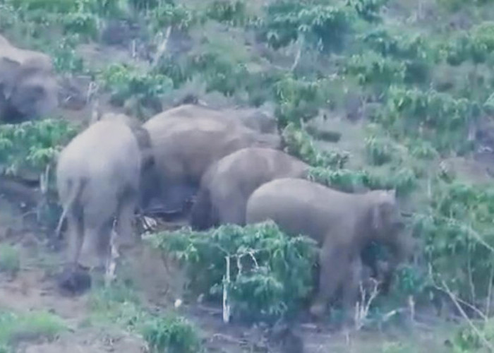 Pantau Aktivitas Gajah, Tim Gabungan Pasang GPS