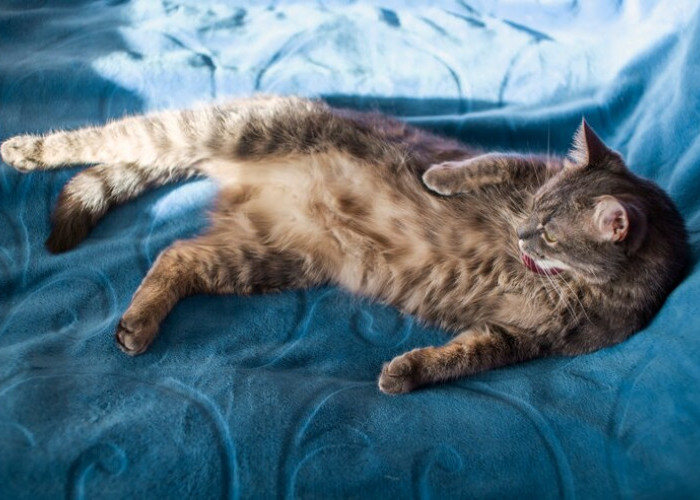 Dibalik Kucing yang Sering Menjilat Tubuhnya, Terdapat 6 Alasan Menarik