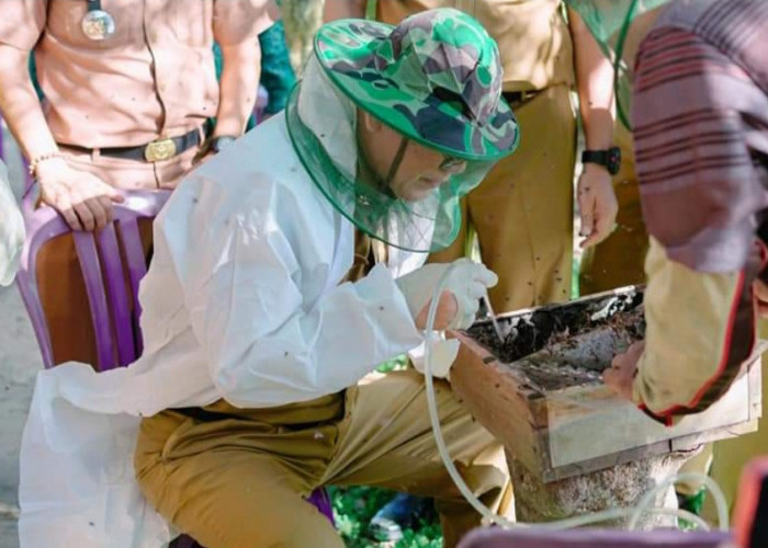 Tulang Bawang Mulai Budidaya Lebah Klanceng, Berhasil Panen 5 Kali