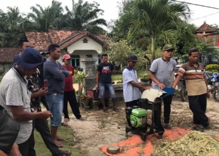 Cara Memanfaatkan Limbah Batang Singkong dan Pelepah Sawit Menjadi Alternatif Bahan Pakan Ternak