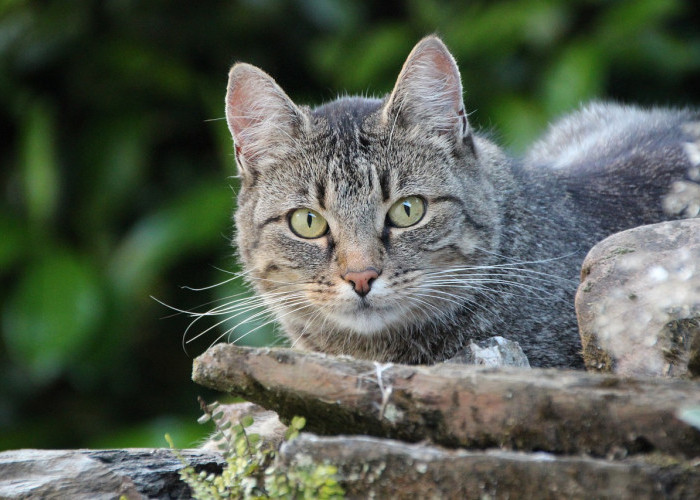 Khawatir Kucing Anda Tidak Habiskan Makanannya? Cari Tahu Penyebabnya