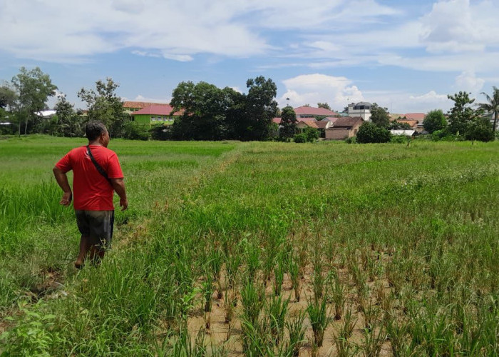 DPRD Metro Berharap Bantuan kepada Petani Gagal Tanam