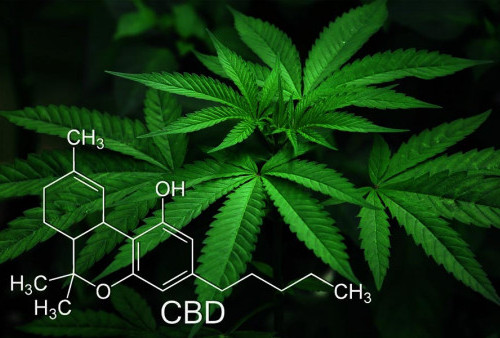 MUI Tanggapi Fatwa Ganja untuk Medis